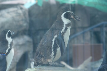 ペンギン
