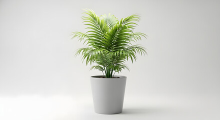 Fototapeta premium Potted areca palm plant with vibrant green fronds, centered in a simple gray pot against a plain white background.