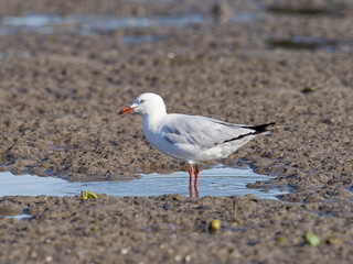 Silver Gull (Chroicocephalus novaehollandiae) standing on sandy mudflat at low tide