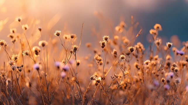 Abstract warm landscape of dry wildflower meadow at golden hour sunset
