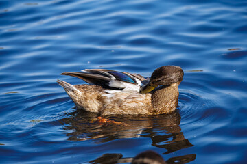 A female mallard duck with a brown head and dappled body floats on a vivid blue lake, its...