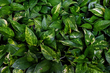 green leaves