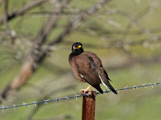 Common Mynah or Indian Mynah (Acridotheres tristis) bird perched on a barbed wire fence with bokeh background.
