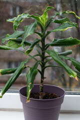 vertical photo Dracaena plant stands on windowsill. Dracaena adds greenery clean lines to modern...