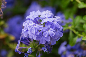 Fototapeta premium Close-up macro photograph of vibrant blue plumbago auriculata flowers in full bloom, showcasing delicate petals and natural texture, perfect for floral backgrounds, botanical themes, and garden design