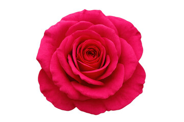 Close-up of a vibrant pink rose in full bloom, isolated on a transparent background, ready for integration into various design projects