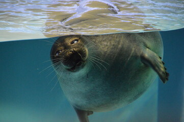 アザラシ © 七魚