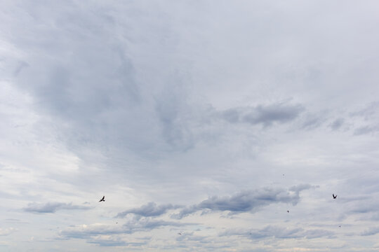 Overcast Sky with Dark Clouds and Flying Birds - Powered by Adobe