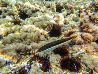 Dark blue ocean surface seen from underwater. Abstract waves underwater and rays of sunlight shining through, Sun light rays undersea deep, Underwater background with sea bottom, Mediterranean sea.