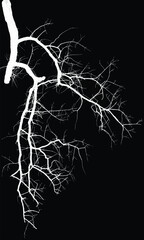 Silhouette of bare branche of a tree isolated on black background. Black and white vector illustration
