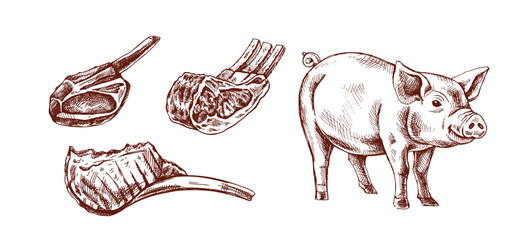 Hand drawn vintage sketch of pork chops and pig in engraving style, isolated vector illustration in brown color © Mariia Mazaeva