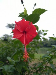 Hibiscus rosa sinensis, also called Flower shoe or Hibiscus flower, its flowers are red, white, yellow, orange, and pink, this plant species is from the Malvaceae family of the genus Hibiscus