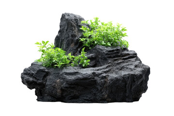 Dark gray rock formations with small green plants