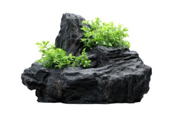 Dark gray rock formations with small green plants