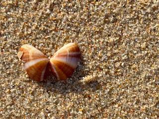 shell on the beach