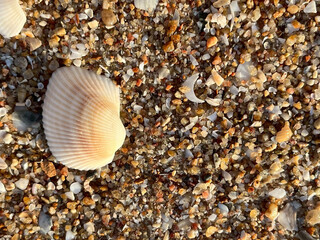 shell on the beach
