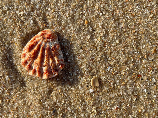 shell on the beach