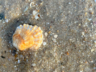 shell on the beach