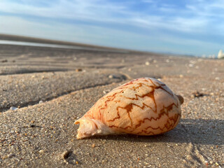 shell on the beach