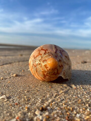 shell on the beach
