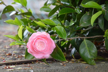 椿