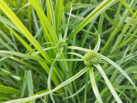 Nutgrass (Cyperus rotundus) in outdoor garden 