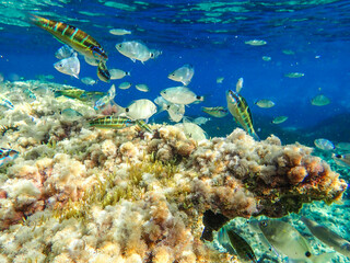 Obraz premium Dark blue ocean surface seen from underwater. Abstract waves underwater and rays of sunlight shining through, Sun light rays undersea deep, Underwater background with sea bottom, Mediterranean sea.