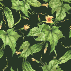Watercolor Cucumber seamless pattern. Growing plant with crop of vegetables, flowers, buds and curly tendrils Hand painted illustration for farming packaging, fabric print on isolated dark background
