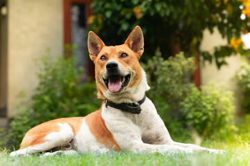 portrait of a dog sitting on grass