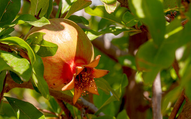 Pomegranate on its branch, just beginning to turn red, with sunlight shining on it among the green...