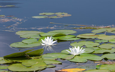 Water lilies floating on the lake among green leaves