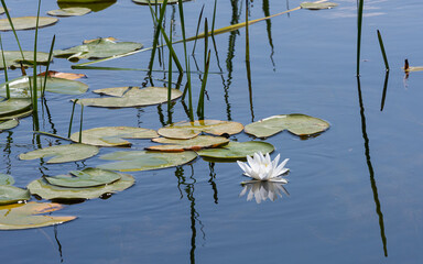 A water lily floating among the leaves on a lake that the sky has turned dark blue