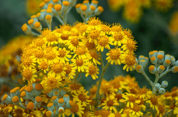 Jacobaea plant with yellow, open and blooming buds