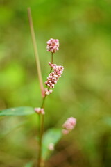 beautiful small pink flower
