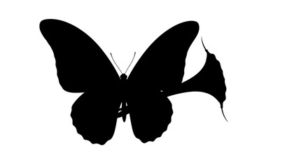 elegant black silhouette of a butterfly on a flower, isolated on transparent background: perfect for design projects and digital art