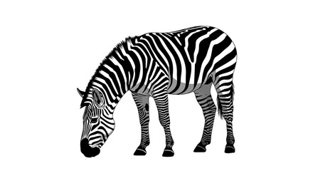 Fototapeta premium side profile of a grazing zebra, isolated on transparent background: a striking black and white vector illustration of african wildlife