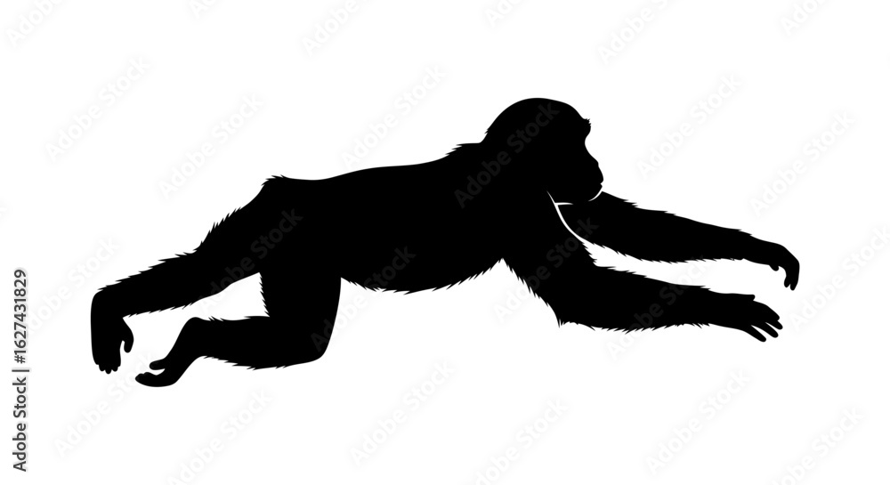 Poster side profile silhouette of a chimpanzee in motion, isolated on transparent background: a dynamic vec