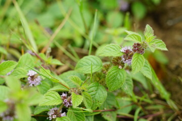 Wilde frische Acker-Minze auf einer Wiesen (Mentha arvensis)