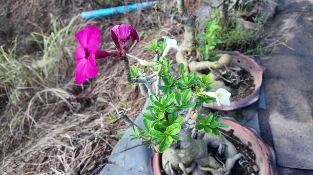 Bright pink adenium flower in full bloom on a thick-stemmed desert rose plant with green leaves. A drought-tolerant ornamental flower commonly grown in pots or outdoor gardens.