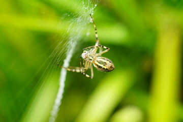 Wespenspinne in ihrem Netz, Argiope bruennichi