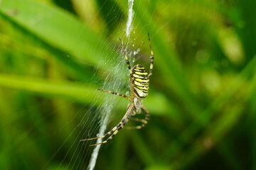 Wespenspinne in ihrem Netz, Argiope bruennichi