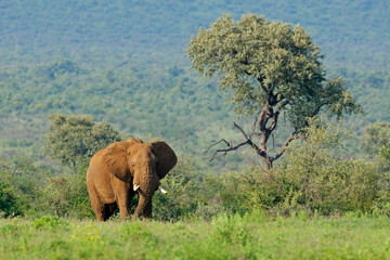 A large African elephant bull (Loxodonta africana) in natural habitat, Madikwe game reserve, South Africa