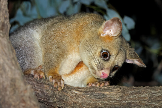 Portrait of a nocturnal common brushtail possum (Trichosurus vulpecula) in a tree, South Australia