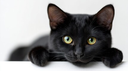 Obraz premium black cat lies on white background
