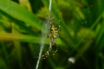 Wespenspinne in ihrem Netz, Argiope bruennichi