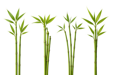 Obraz premium Green bamboo stalks and leaves against black background nature plants growth
