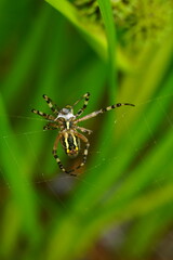 Wespenspinne in ihrem Netz, Argiope bruennichi