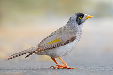 A noisy miner (Manorina melanocephala) perched on the ground, South Australia
