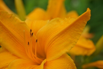 Sonnig schöne freundliche orangene Lilie, schöne Blüte im Detail © darknightsky
