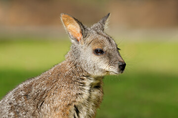 Portrait of a tammar wallaby (Notamacropus eugenii) sitting in natural habitat, South Australia
